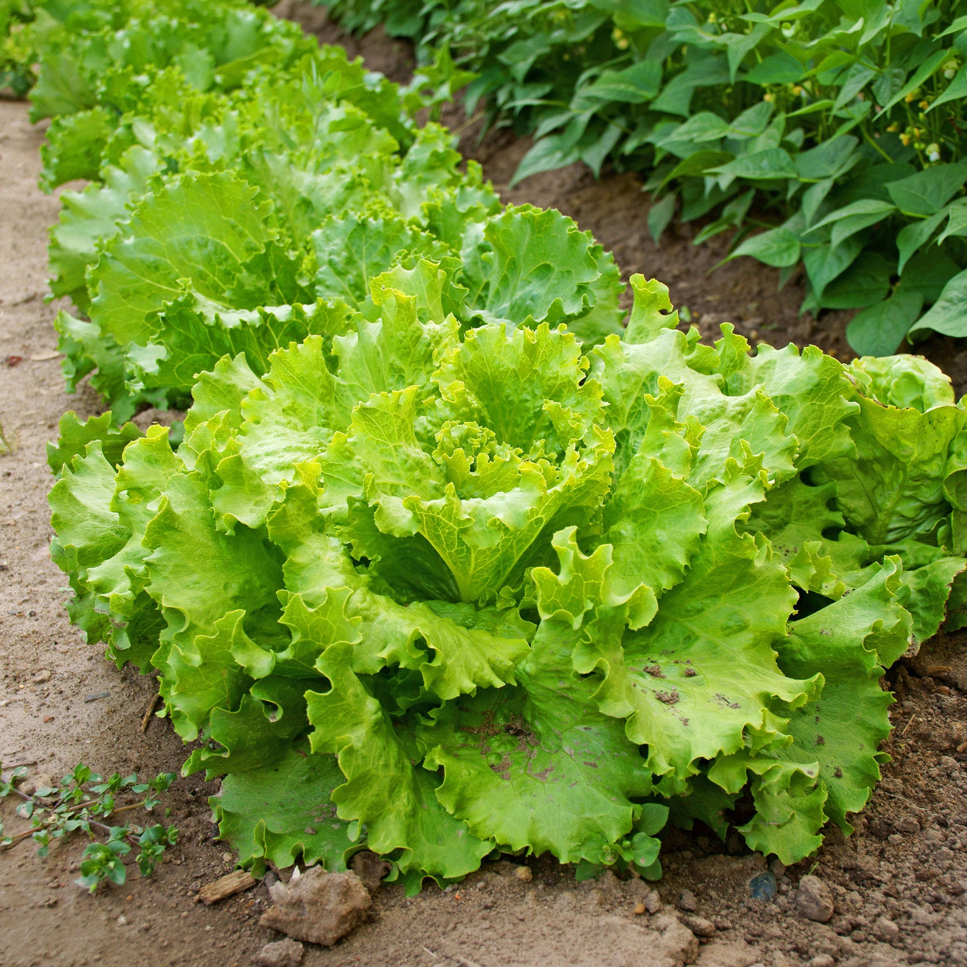 Samen für Salate - Bataviasalat ‘Blonde de Paris’ - Lactuca sativa capitata blonde de paris