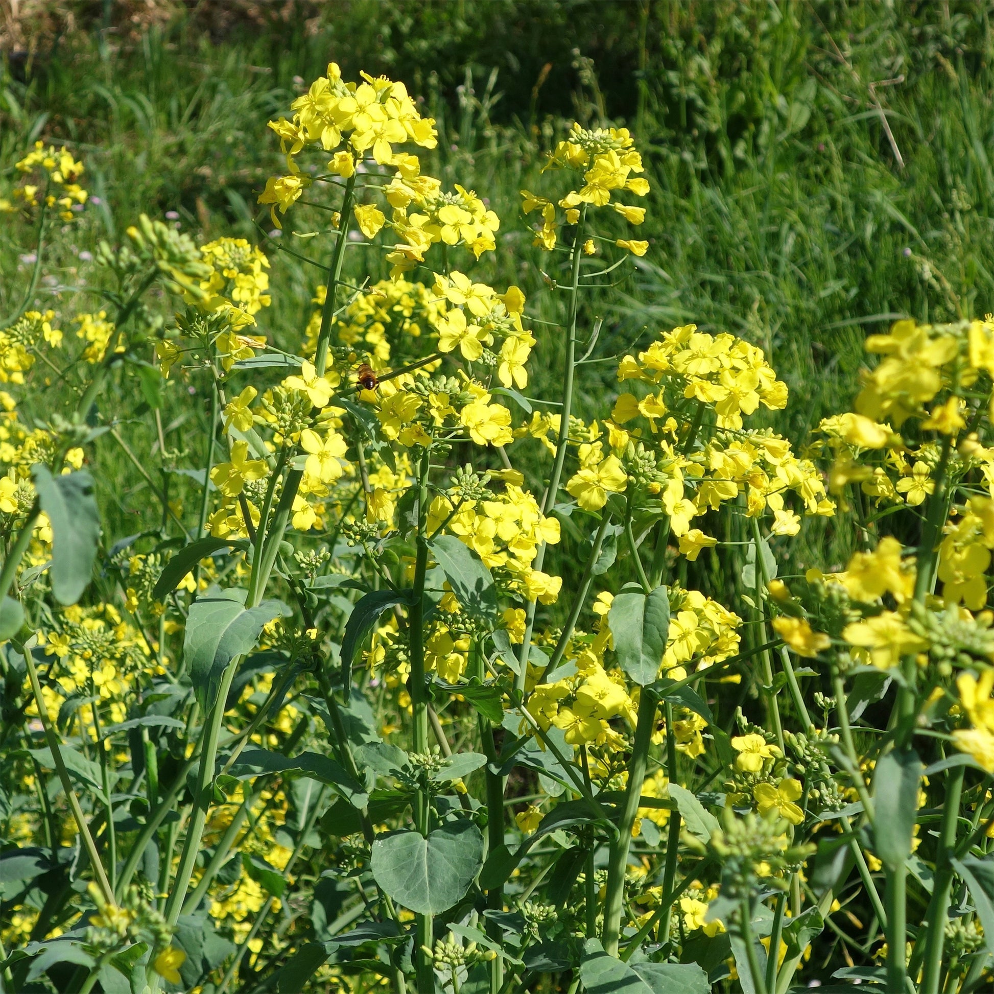Barbarea verna - Barbarakraut - Samen für Salate