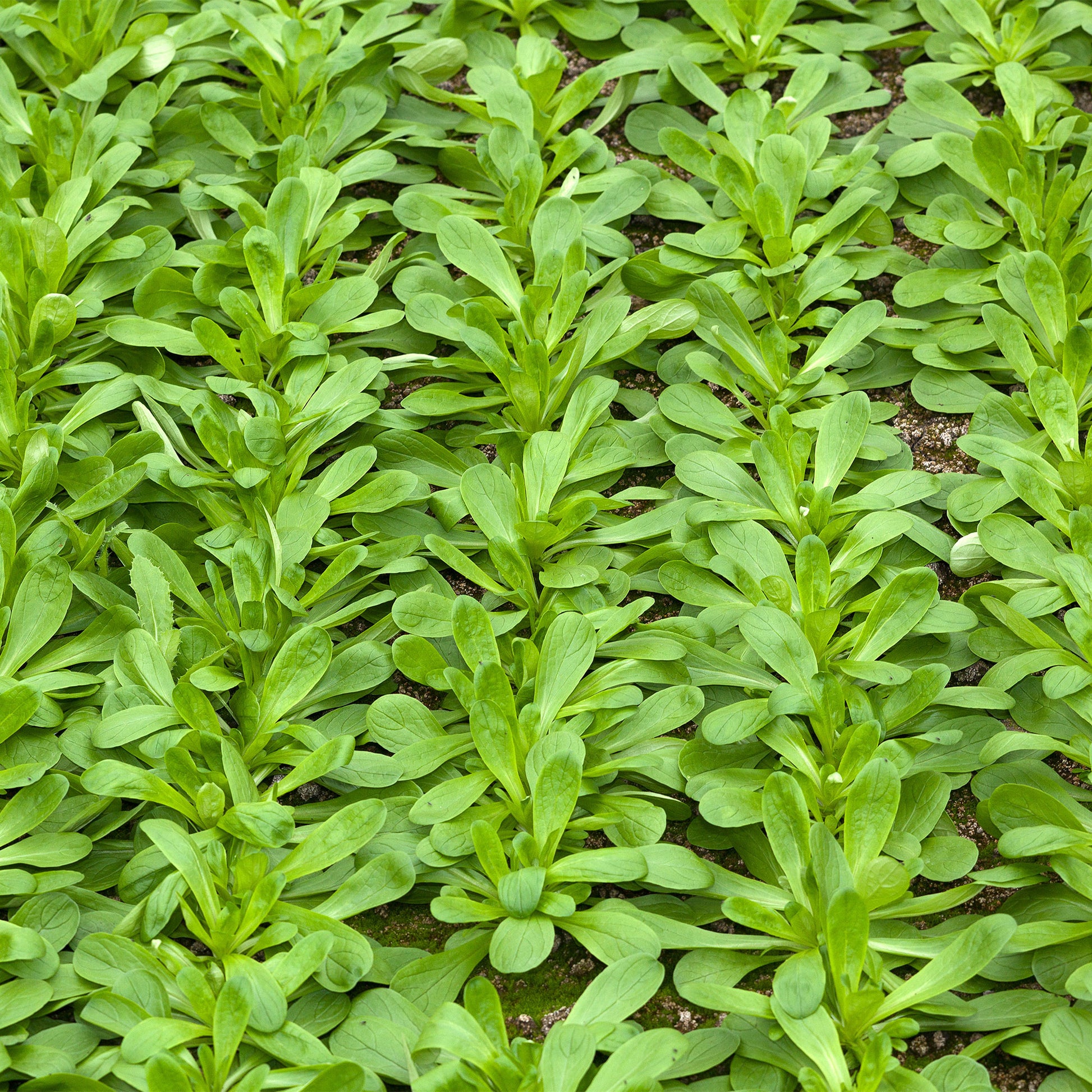 Feldsalat, großkörnig (holländische) - Bakker