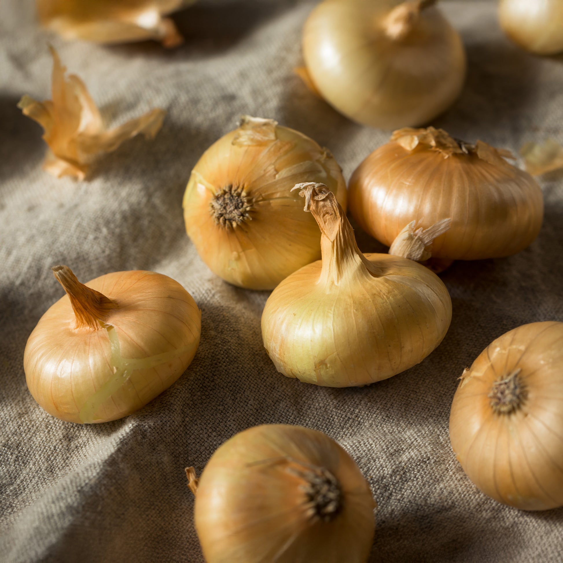 Gelbe Zwiebel ‘Paille des Vertus’ - Allium cepa Paille des Vertus - Bakker