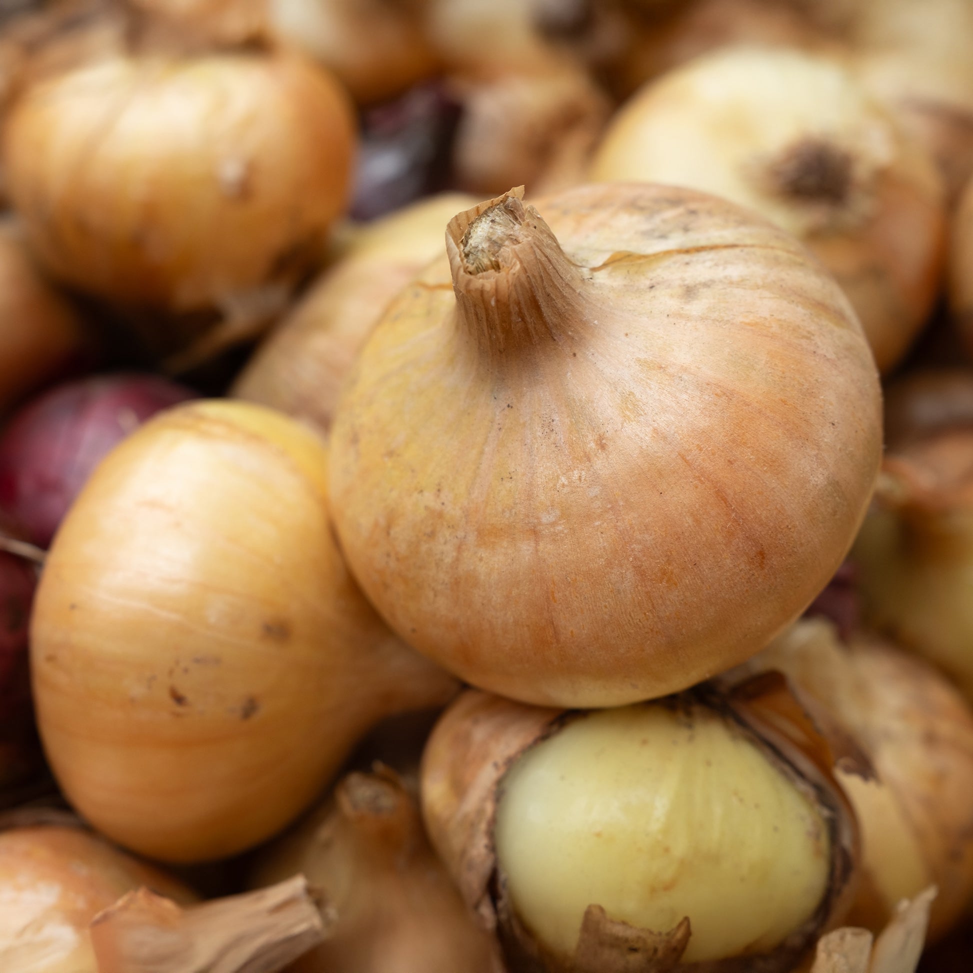 Gelbe Zwiebel ‘Paille des Vertus’ - Bakker
