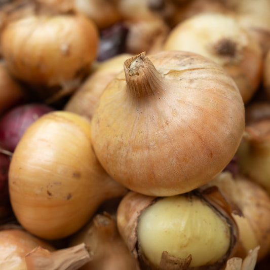 Gelbe Zwiebel ‘Paille des Vertus’ - Bakker