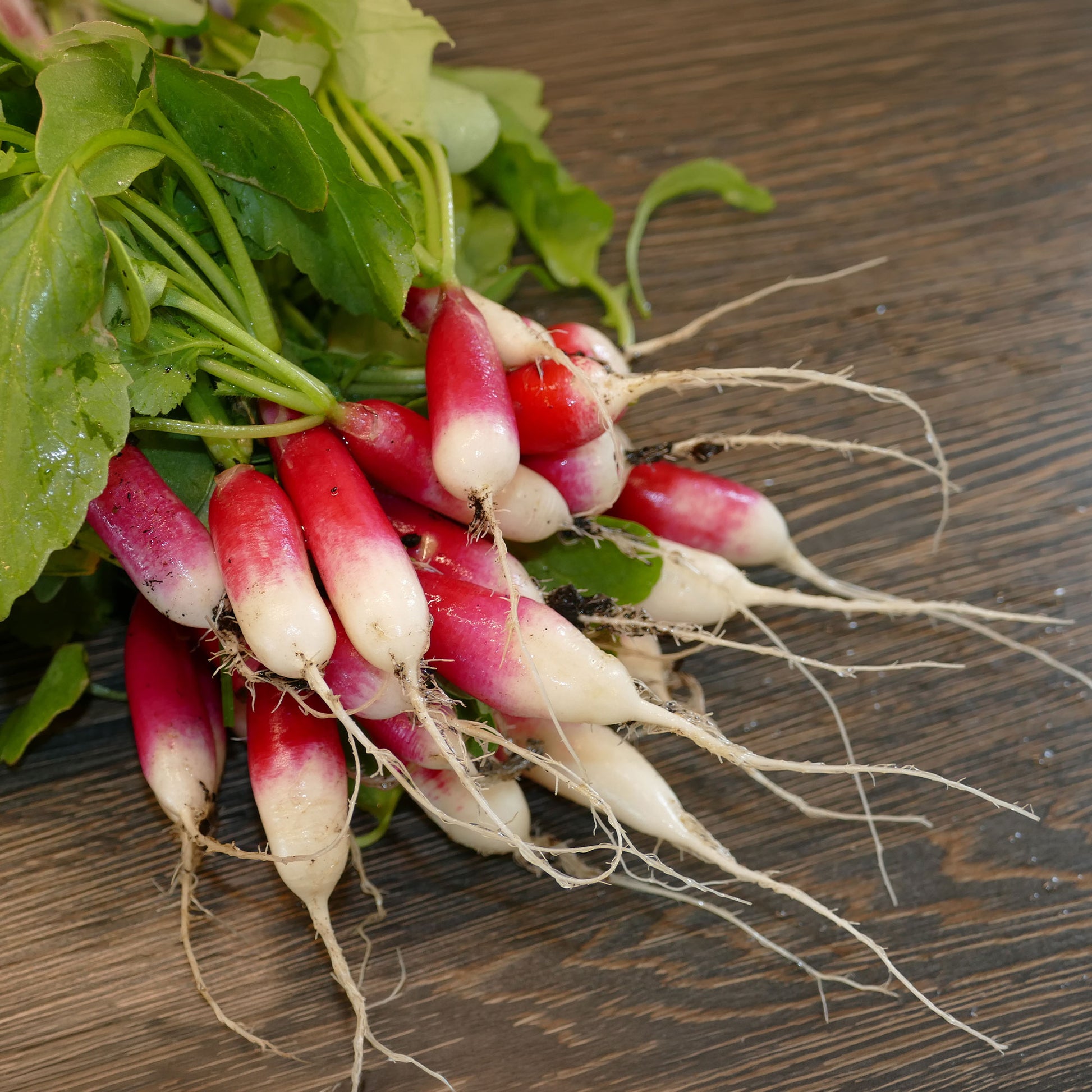 Rettich Flambo 1/2 lang - Raphanus sativus flambo 1/2 long - Bakker