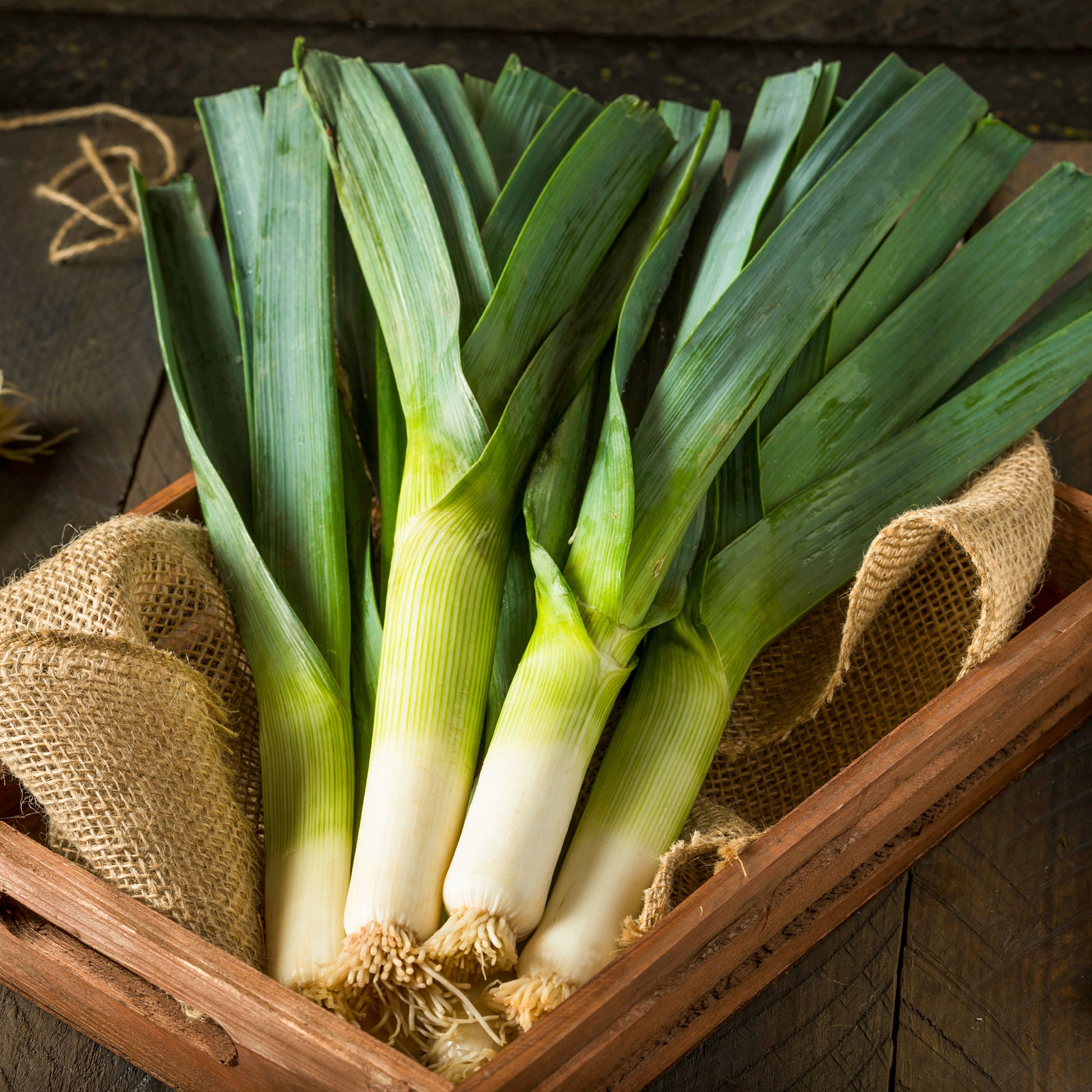 Porree Armor - Allium porrum armor (obt. clause) - Bakker