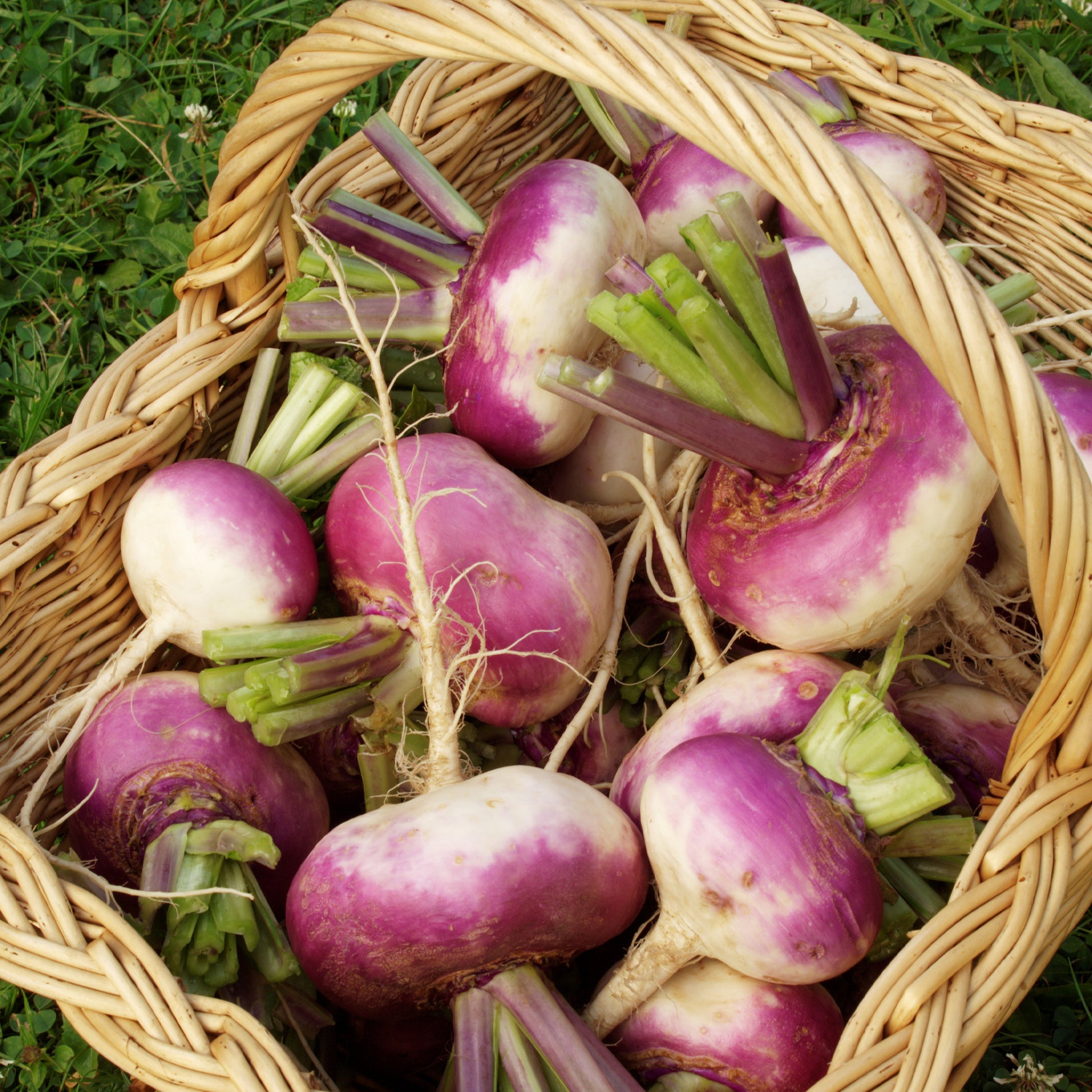 Speiserübe ‘D’Auvergne Tardive’ - Brassica rapa - Bakker