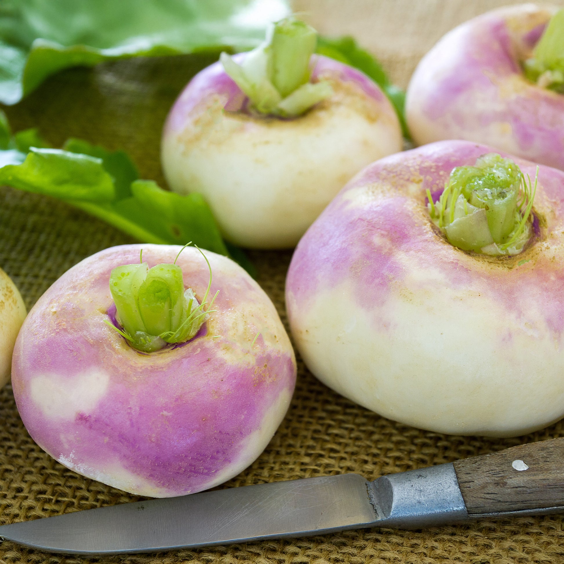 Mairübe ‘De Milan’ (rosa Hals) - Brassica rapa de milan à collet rose - Bakker