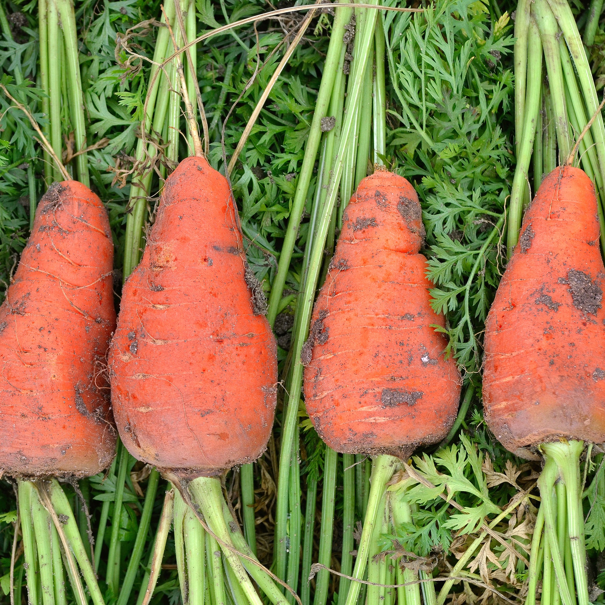 Möhre ‘De Chantenay à cœur rouge’ - Daucus carota de chantenay à coeur rouge - Bakker