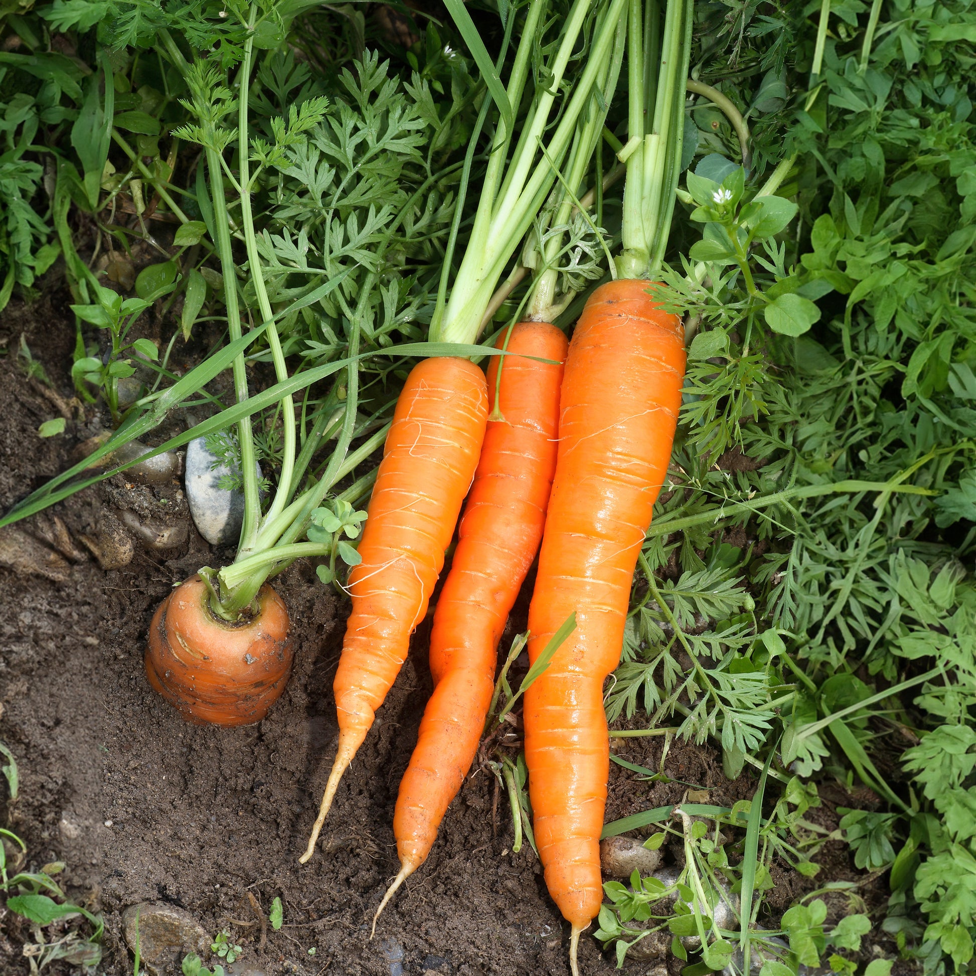 Daucus carota Nantaise améliorée 4 - Möhre ‘Nantaise amelioree 4’ - Samen für Karotten