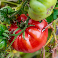 Verkauf Gemüse-Kollektion für die Sonne - Cucurbita pepo, Solanum melongena, Capsicum annuum, Solanum lycopersicum