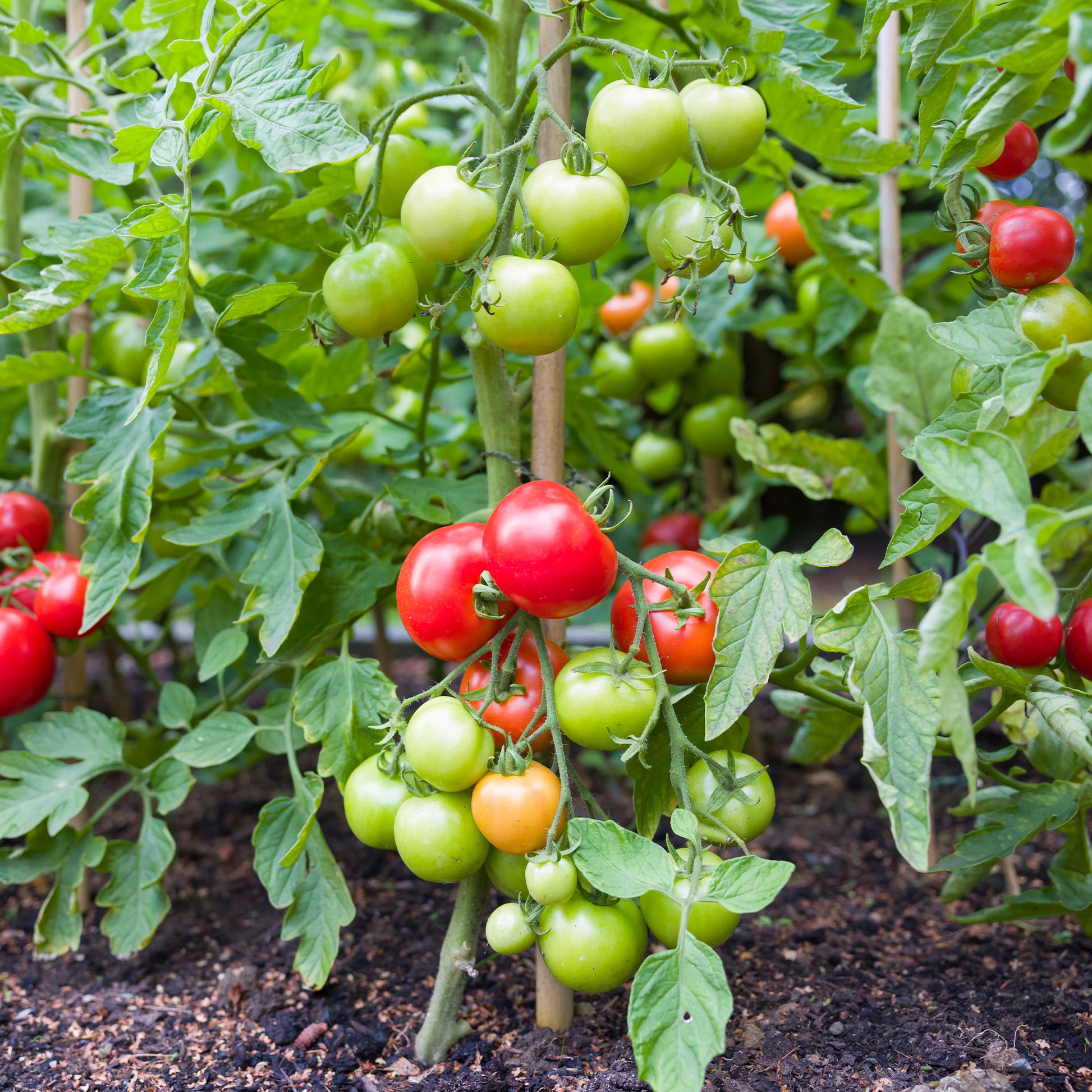 Tomate Vitador F1 - Bakker