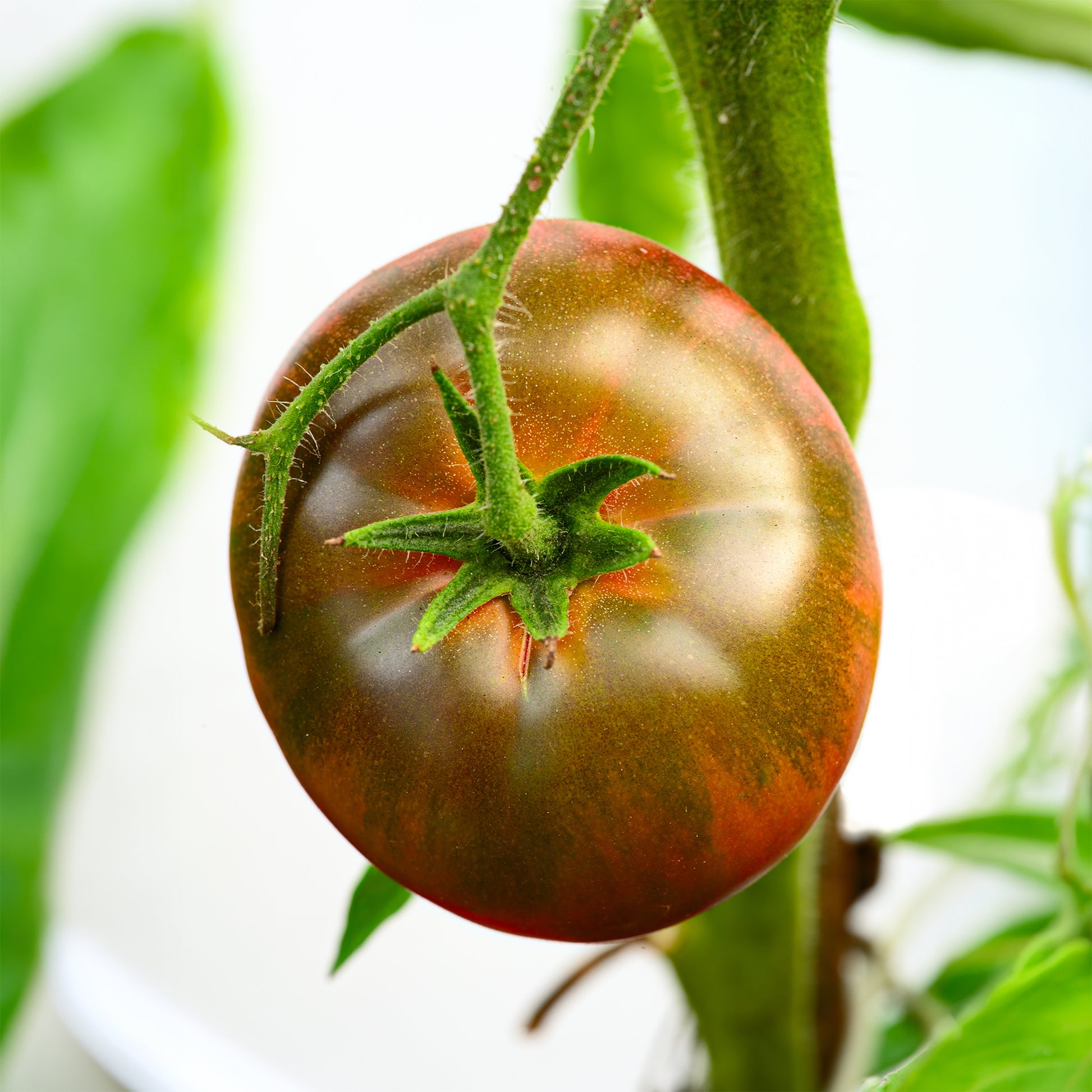 Solanum lycopersicum noire russe - Schwarze Fleischtomate 'Noire Russe' - Samen für Tomaten