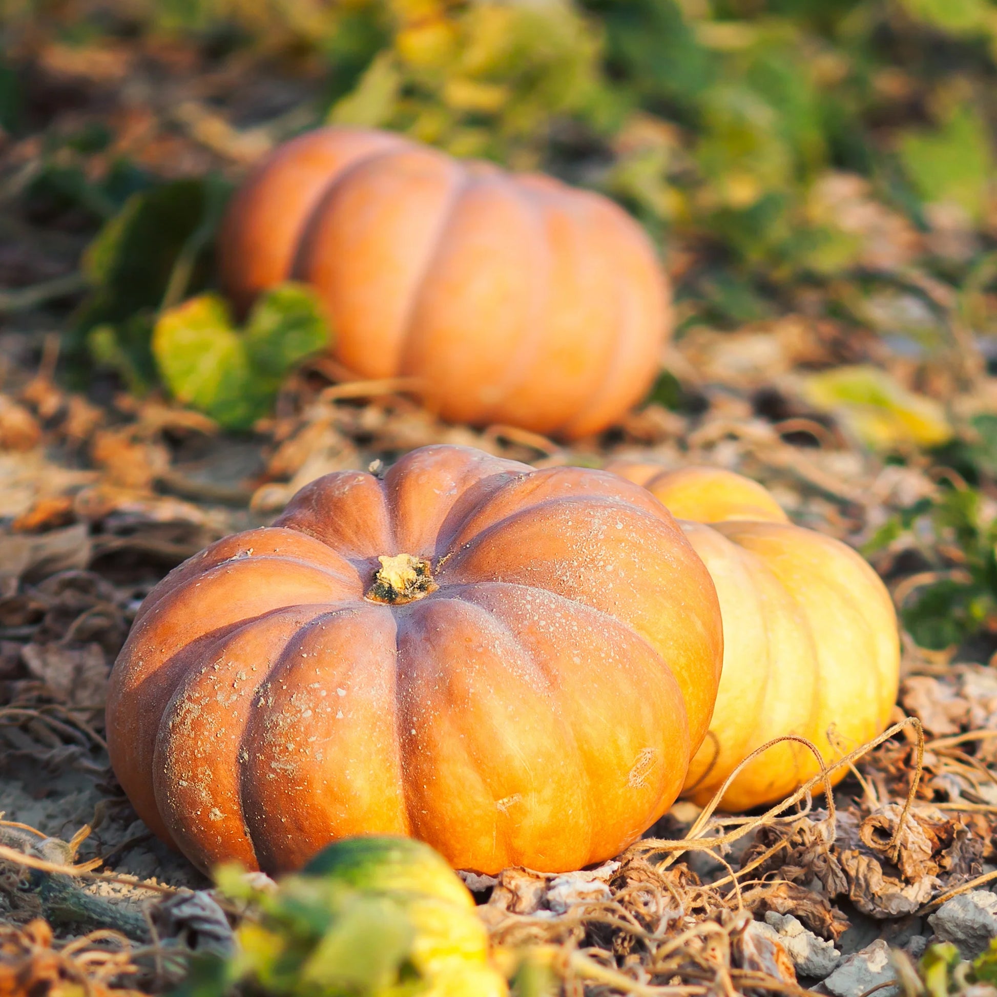 Cucurbita moschata musquée de provence - Moschuskürbis ‘Musquée de Provence’ - Samen für Kürbisse