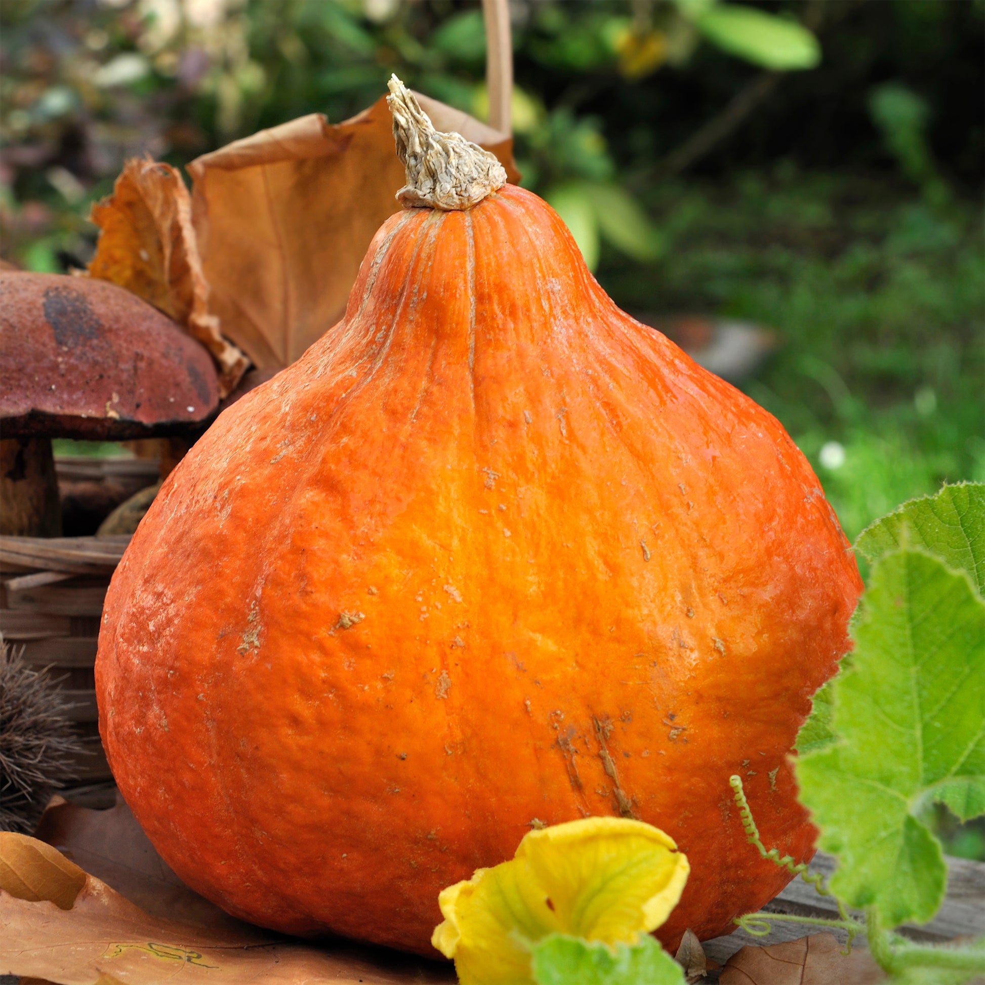 Kürbis ‘Potimarron’ - Cucurbita maxima Potimarron - Bakker