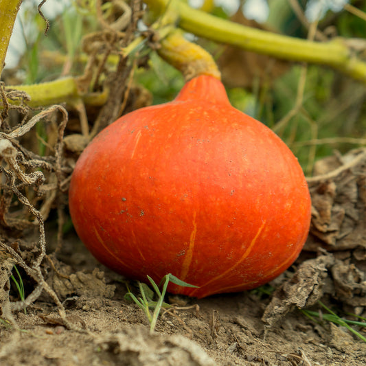 Kürbis ‘Potimarron’ - Bakker