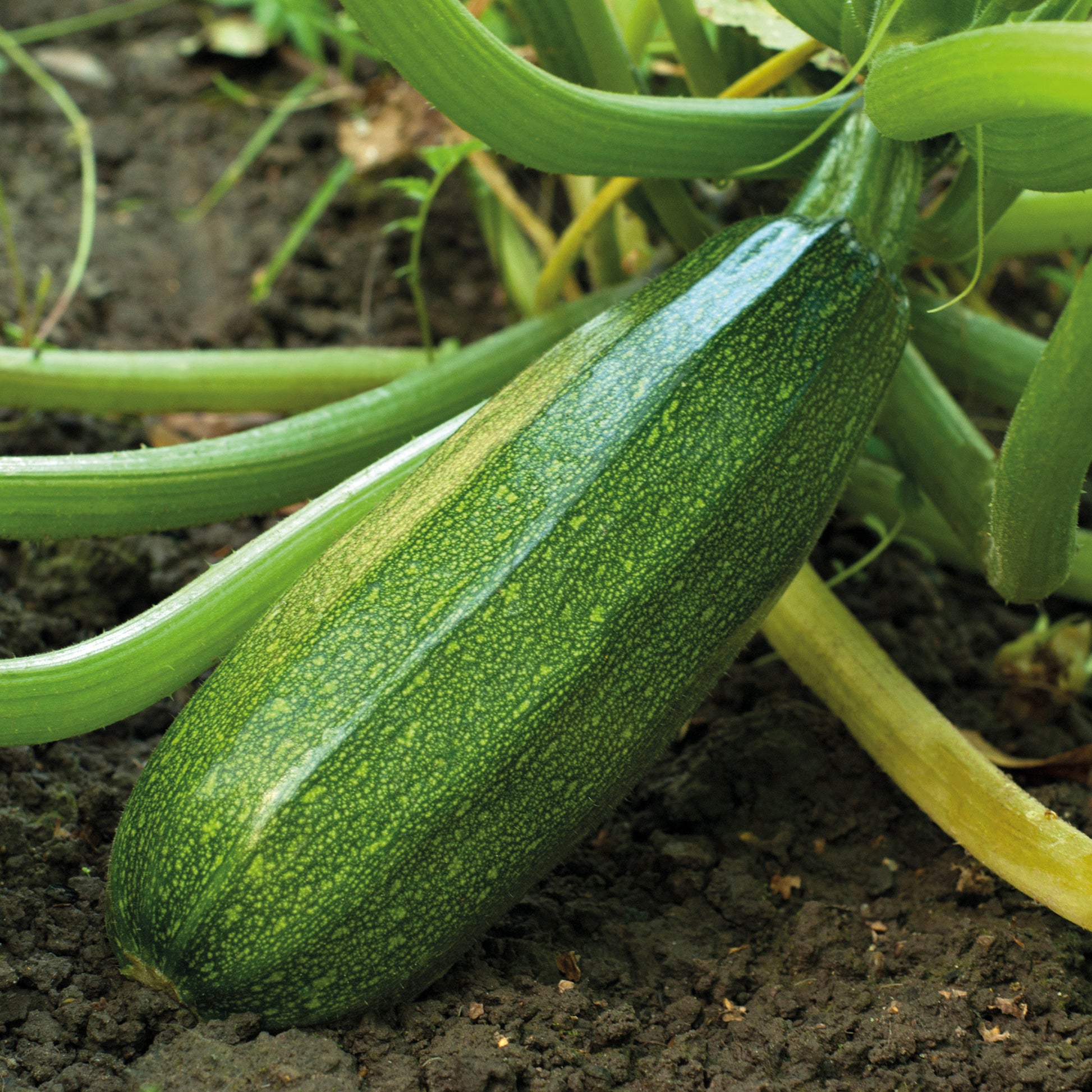 Zucchini ‘Verte non coureuse’ - Bakker