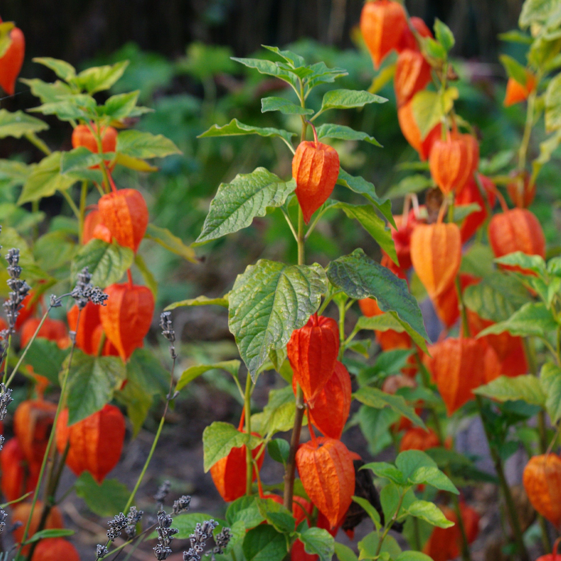 Kapstachelbeere - Physalis peruviana - Bakker