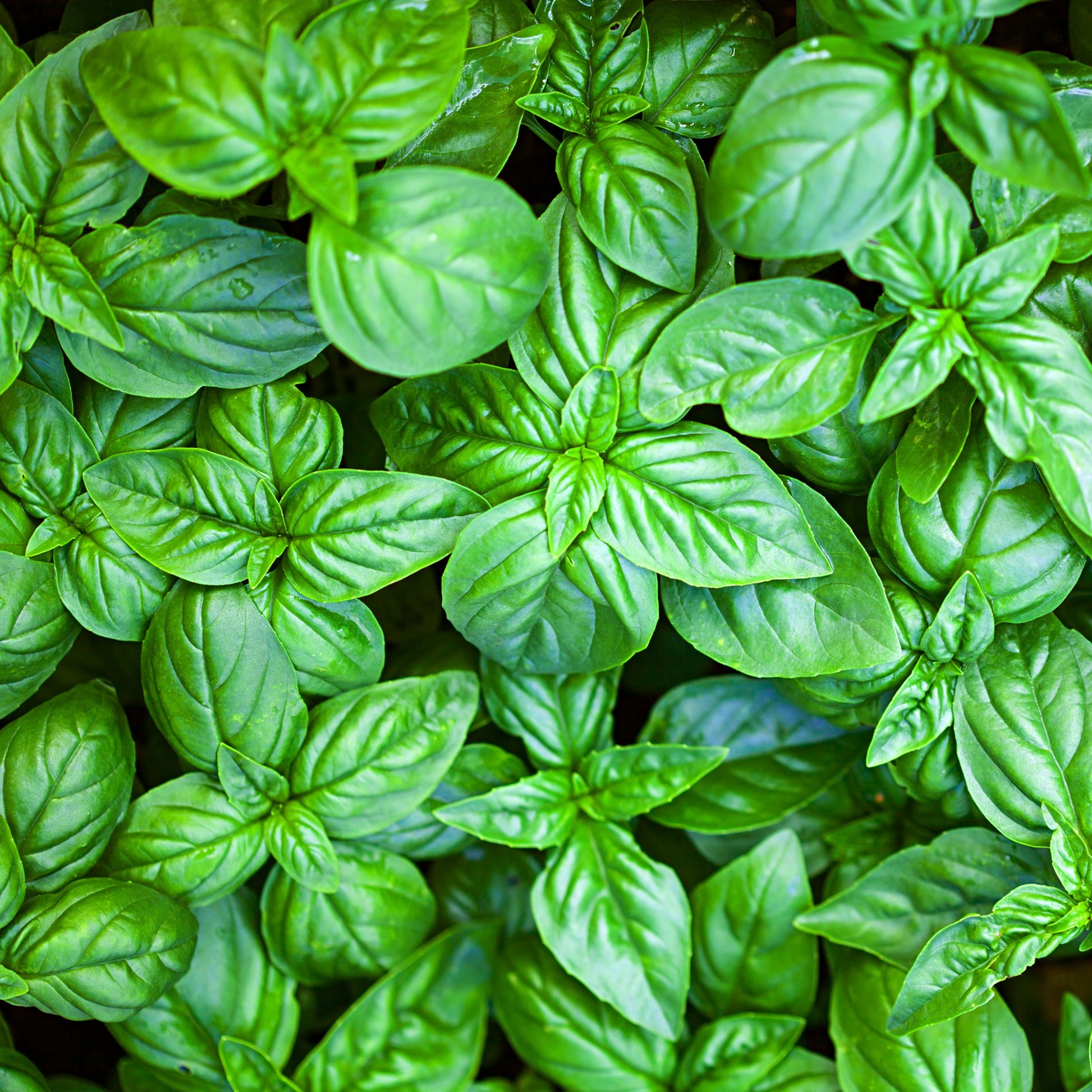 Basilikum - Basilikum ‘Grand Vert’ - Ocimum basilicum Grand Vert