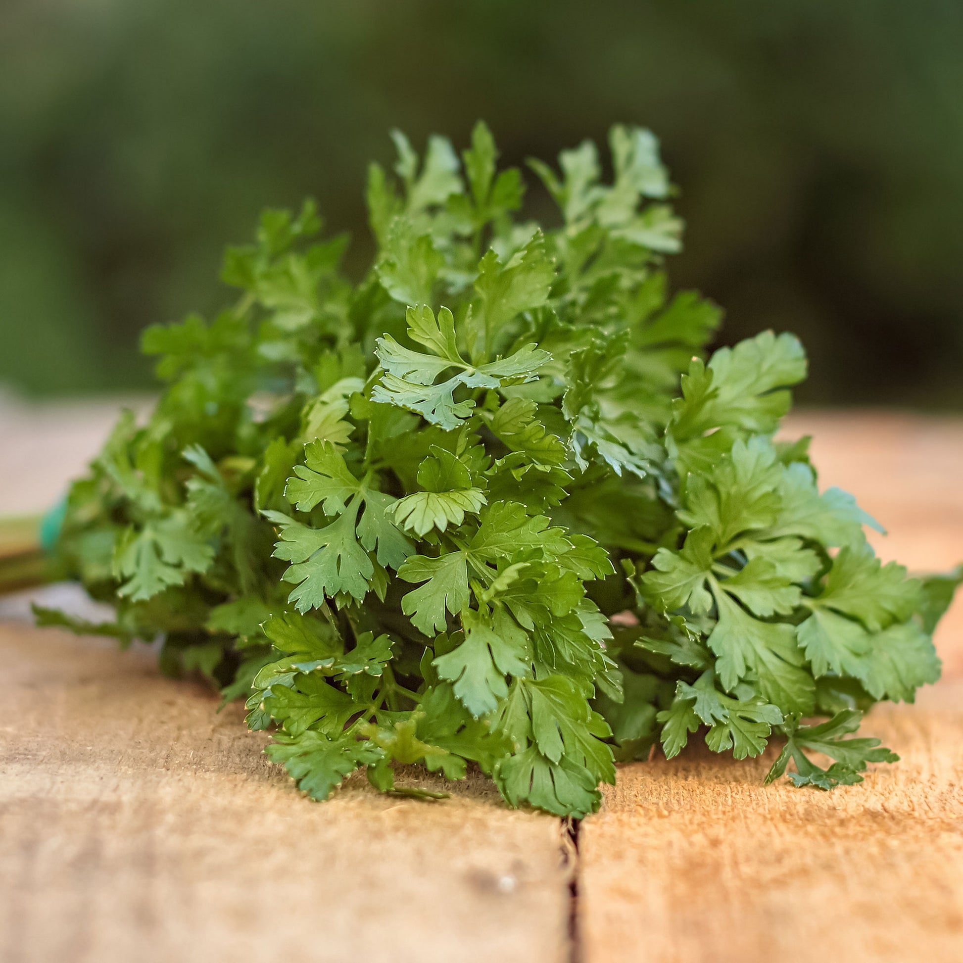 Petroselinum crispum commun 2 - Petersilie ‘Commun 2’ Bio - Bio-Kräuter