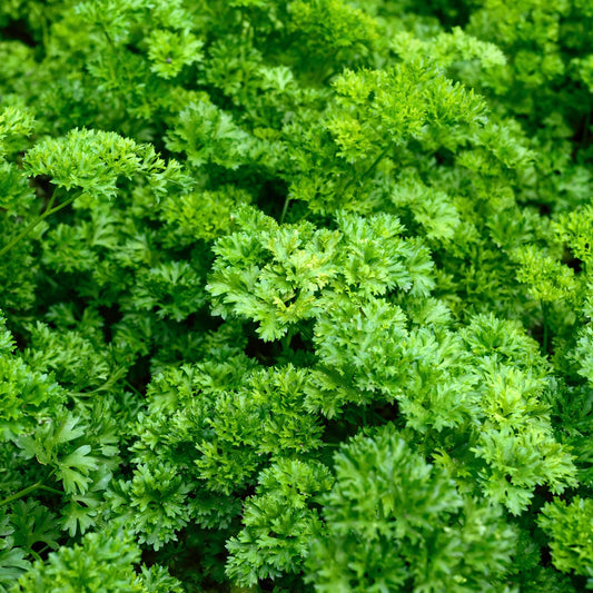Krause Petersilie Dunkelgrün Bio - Bakker