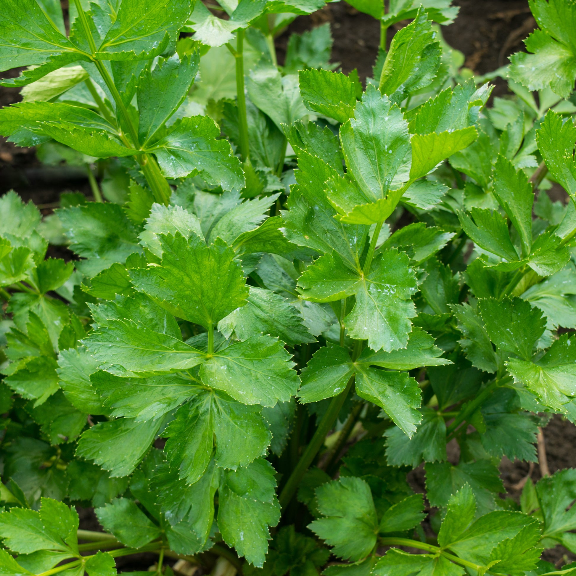 Schnittsellerie - Apium graveolens - Bakker