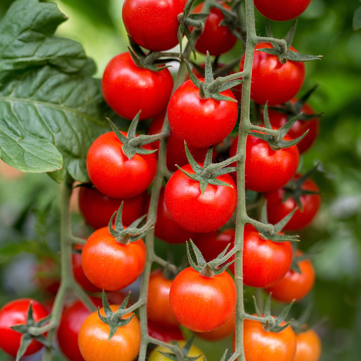 Samen für Tomaten - Kirschtomate Sweet Baby - Solanum lycopersicum Sweet Baby
