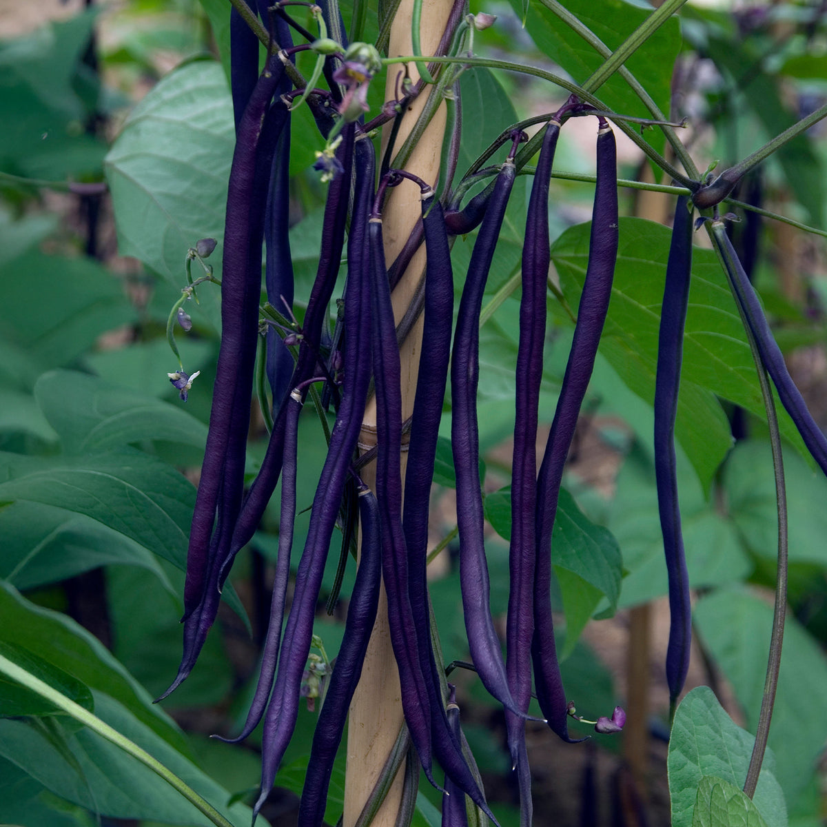 Phaseolus vulgaris - Stangenbohne mit violetten Hülsen - Samen für Bohnen