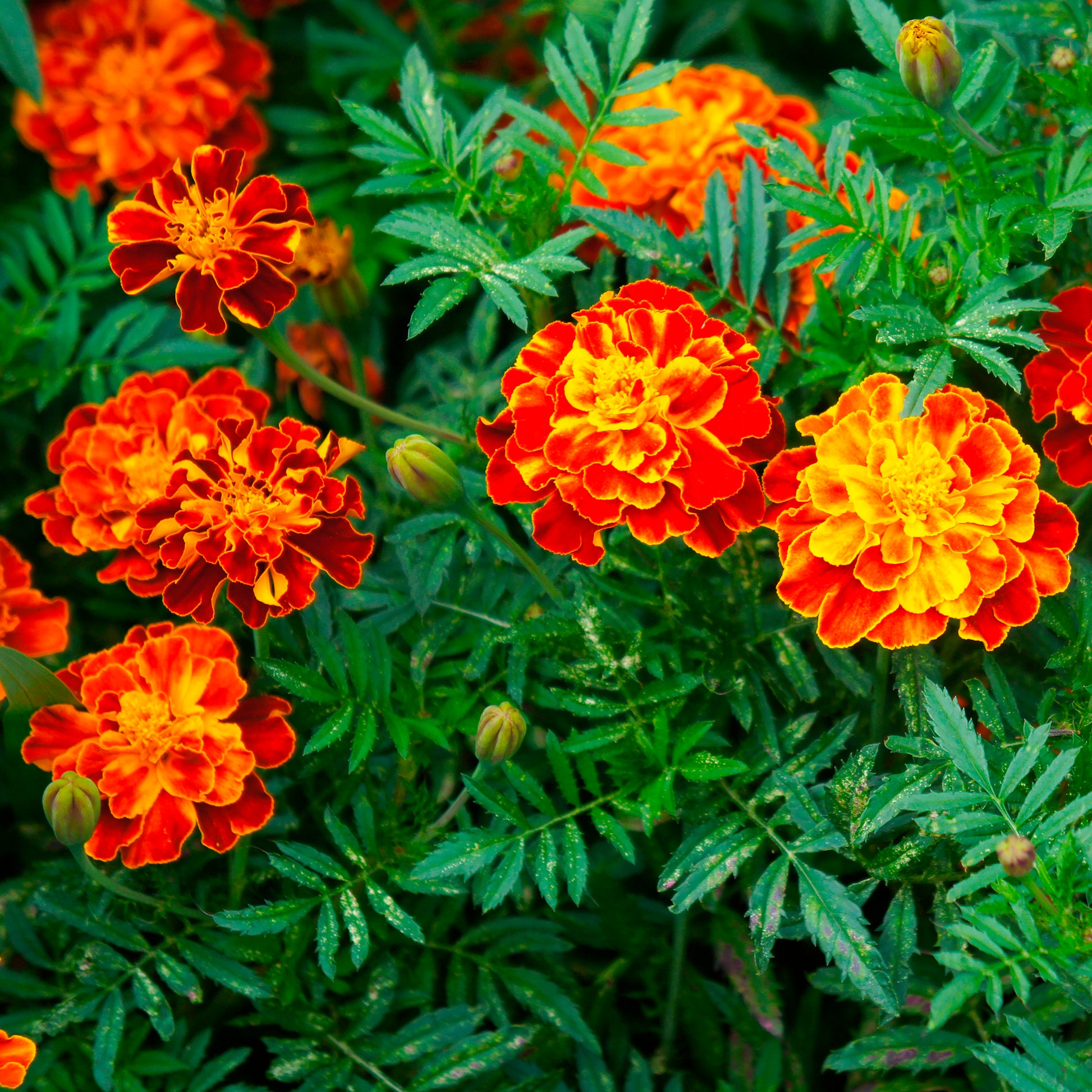 Samen für einjährige Blumen - Studentenblume 'Honeycomb' - Tagetes patula Honeycomb