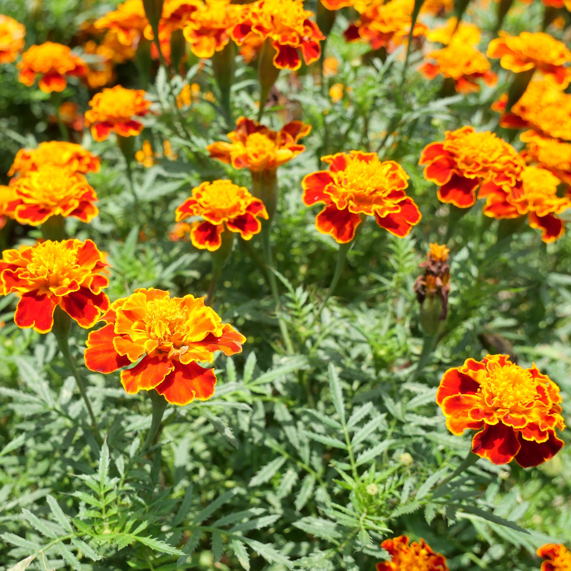 Studentenblume 'Honeycomb' - Bakker