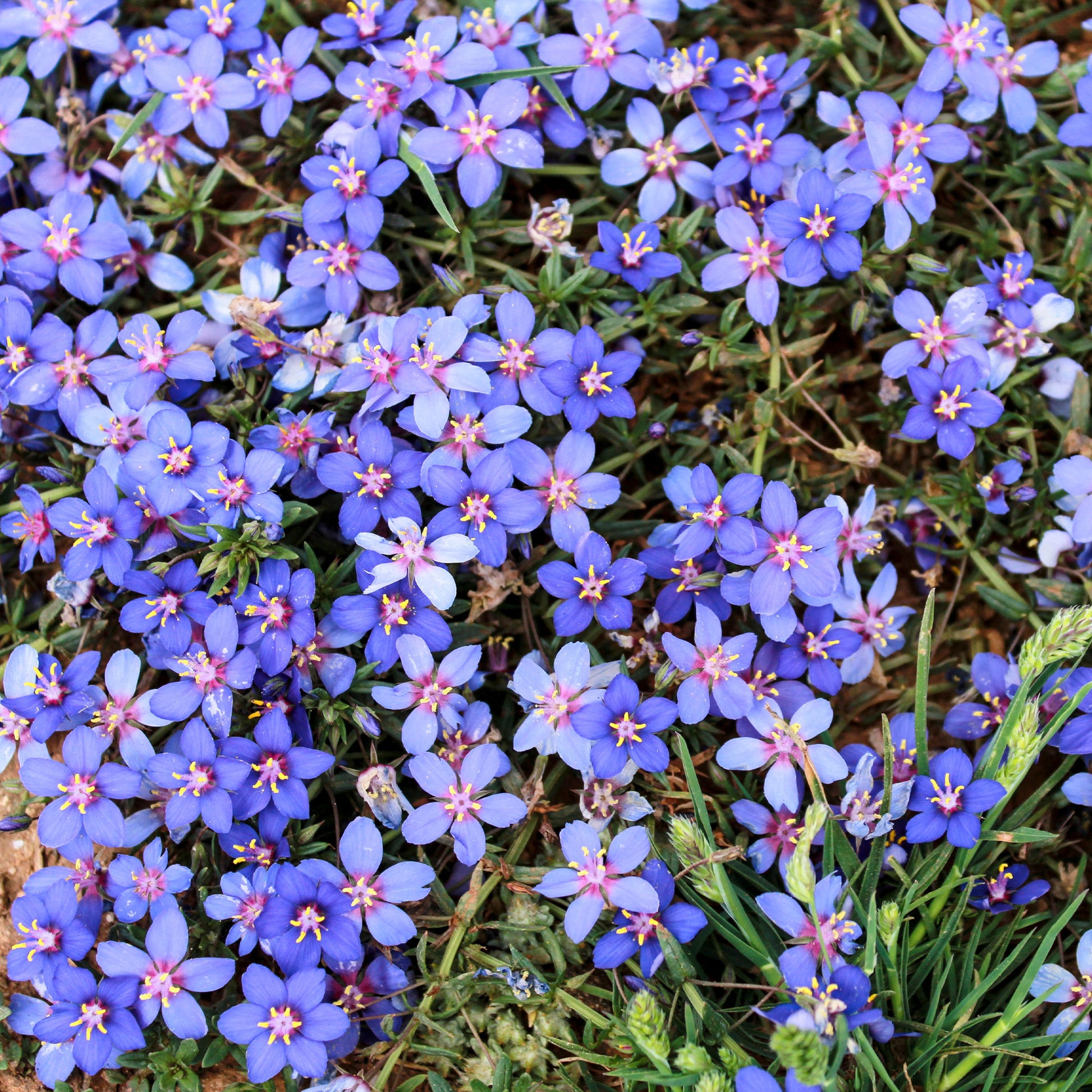 Blaue Anagallis (Linn-Leinkraut) - Anagallis linifolia - Bakker
