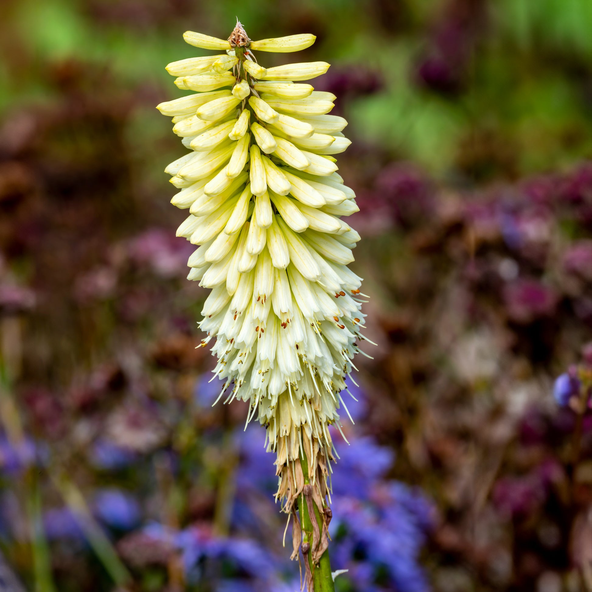 Verkauf Fackellilie ‘Ice Queen’ - Kniphofia Ice Queen