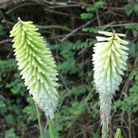 Kniphofia Ice Queen - Fackellilie ‘Ice Queen’ - Kniphofia
