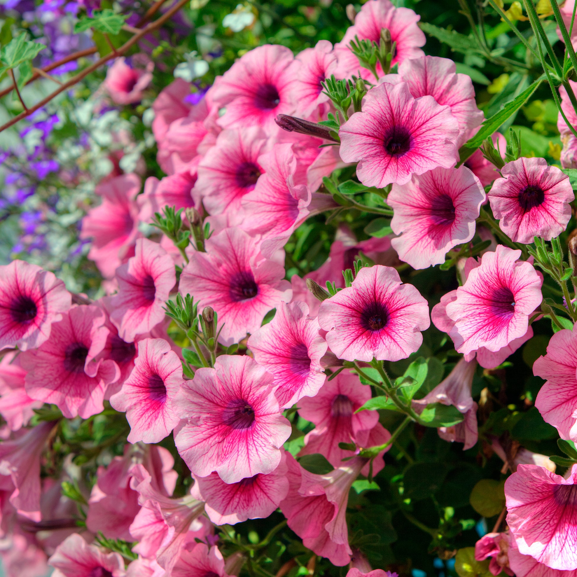 Petunien und Calibrachoa - Hängepetunie rosa (x3) - Petunia
