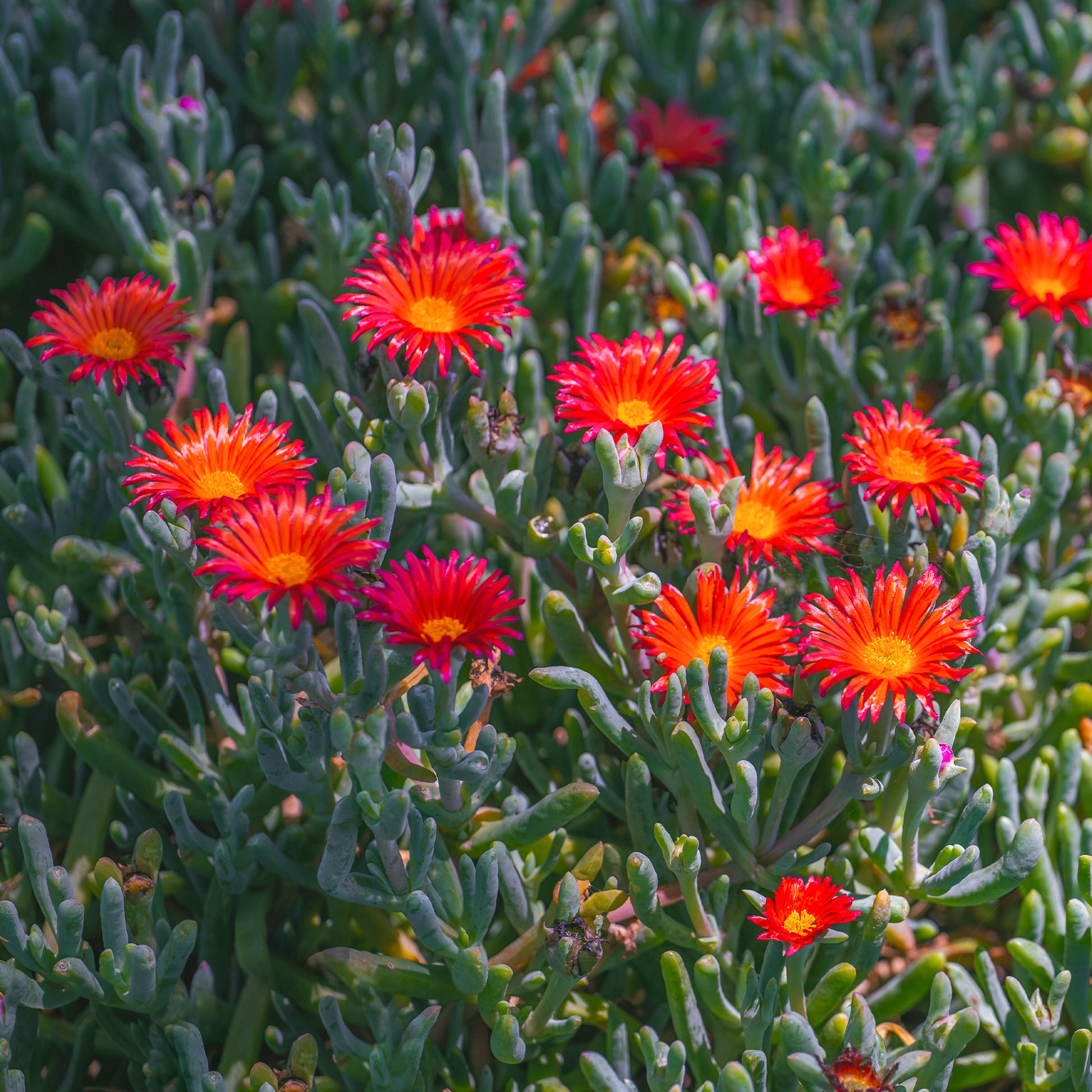 Mittagblume rot - Bakker