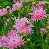 Kaktusdahlie Park Princess (x3) - Bakker