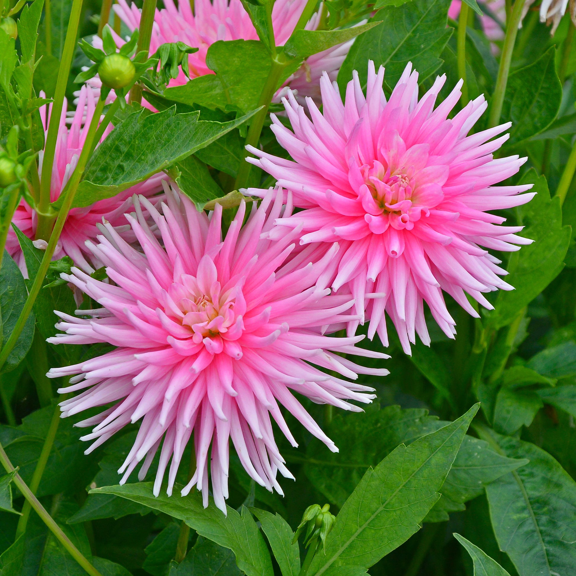 Kaktusdahlie Park Princess (x3) - Dahlia Park Princess - Bakker