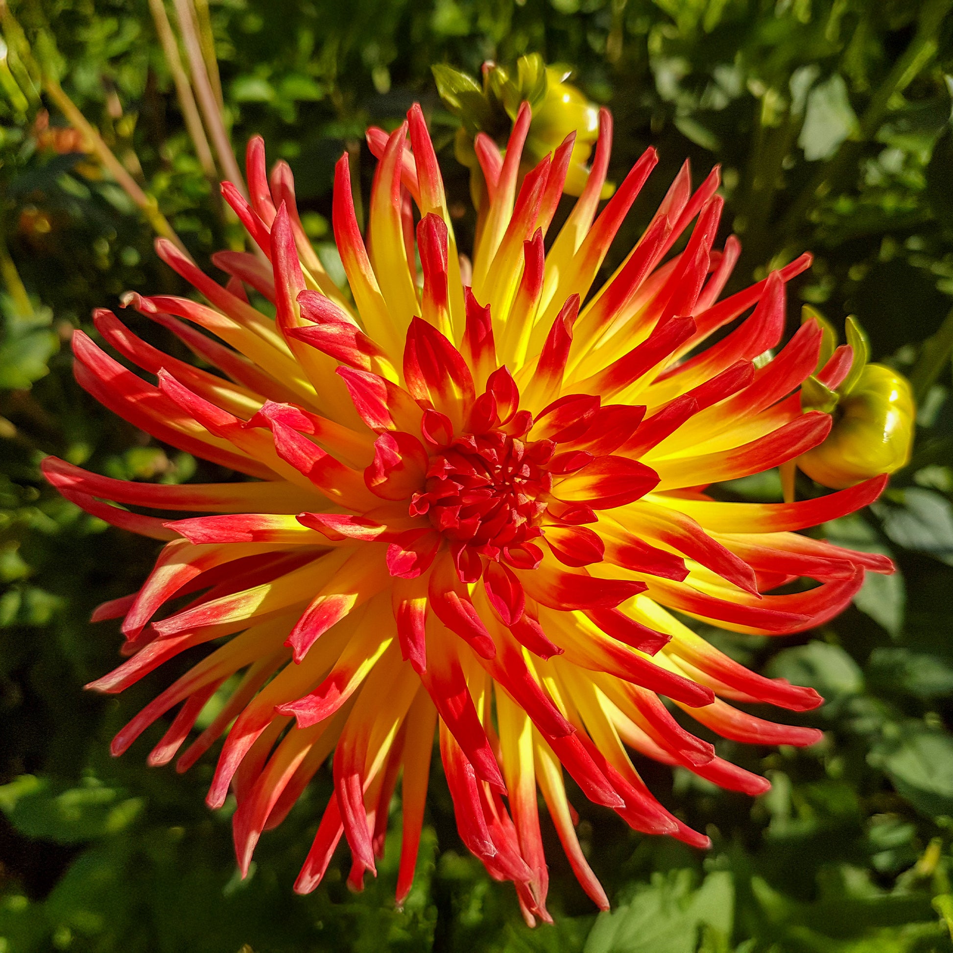 Dahlien-Zwiebeln - Kaktus-Dahlie Feuervogel (x3) - Dahlia cactus oiseau de feu