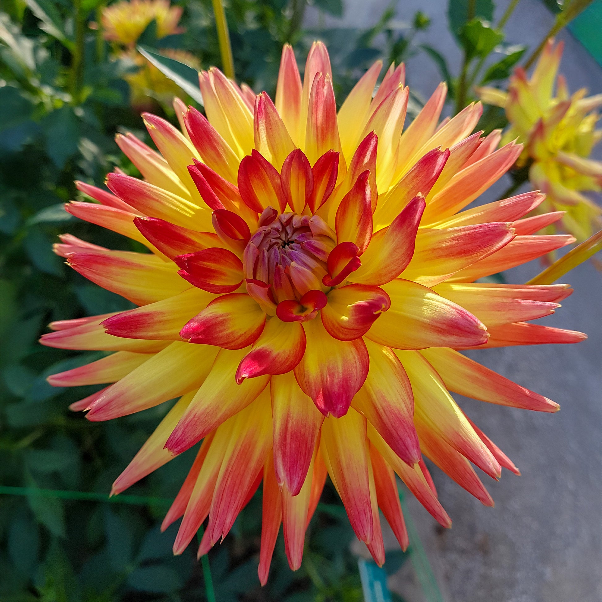 Dahlia cactus oiseau de feu - Kaktus-Dahlie Feuervogel (x3) - Dahlien-Zwiebeln