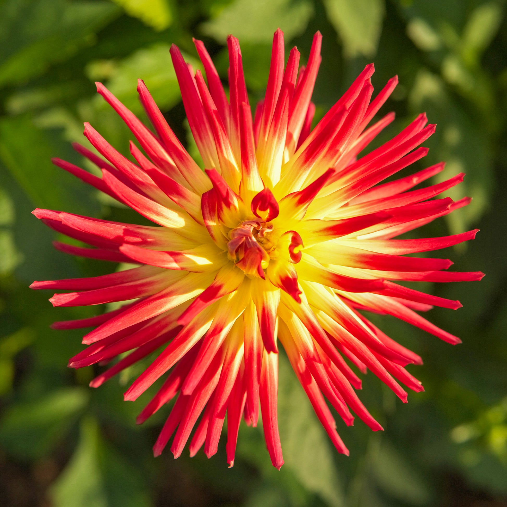 Verkauf Kaktus-Dahlie Feuervogel (x3) - Dahlia cactus oiseau de feu