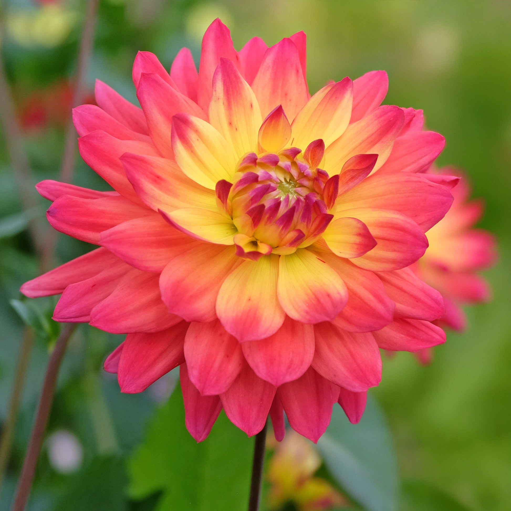 Dahlien Tricolore (x3) - Dahlia tricolore - Bakker