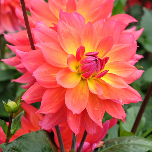Dahlien Tricolore (x3) - Bakker