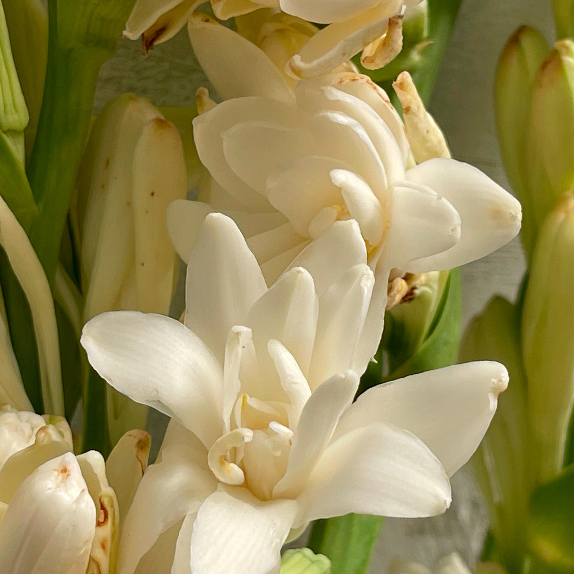 Tuberose The Pearl (x3) - Polianthes tuberosa the pearl - Bakker