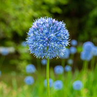 Allium azureum - Enzianlauch (x20) - Allium-Zwiebeln