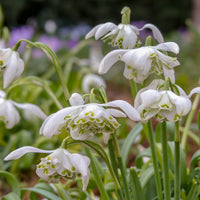 Doppeltes Schneeglöckchen (x10) - Galanthus nivalis flore pleno - Bakker