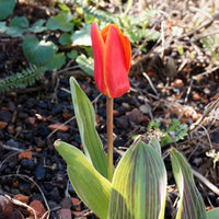 Greigii-Tulpen ‘Chaperon Rouge’ (x10) - Tulipa greigii chaperon rouge - Bakker