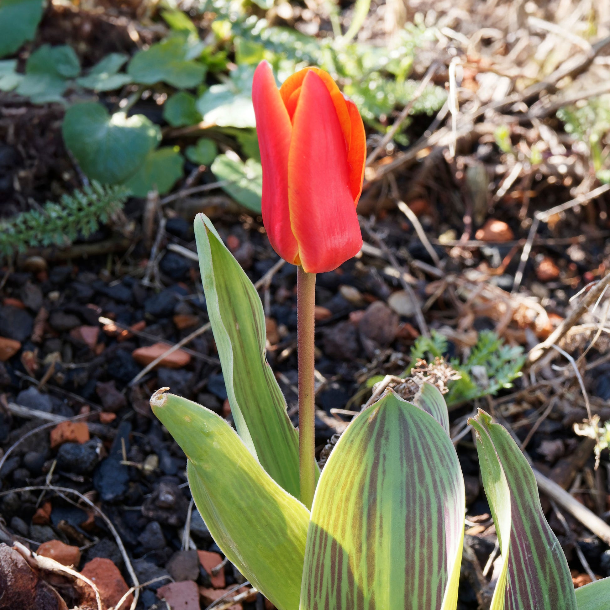 Greigii-Tulpen ‘Chaperon Rouge’ (x10) - Tulipa greigii chaperon rouge - Bakker