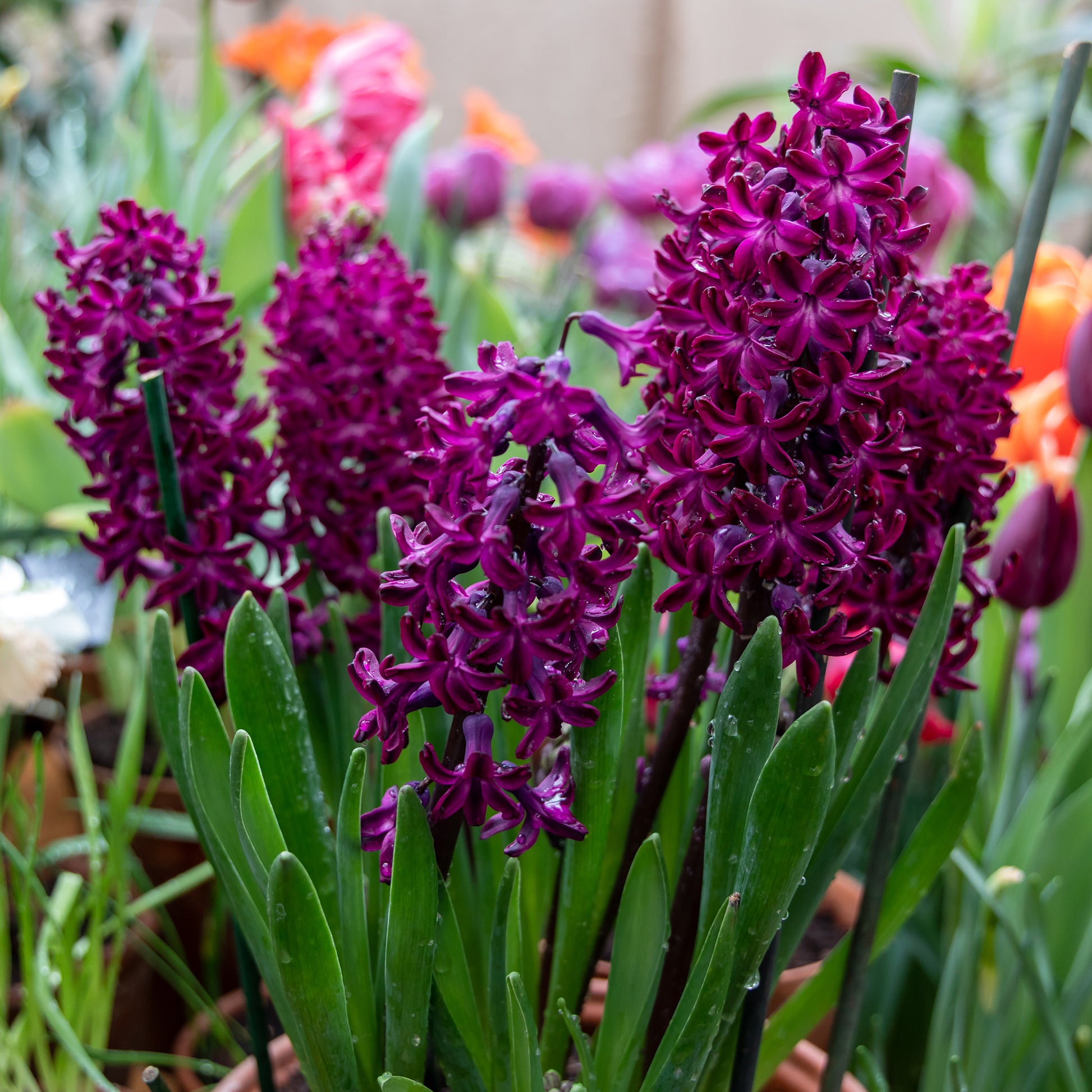 Hyazinthe 'Woodstock' (x6) - Hyacinthus orientalis woodstock - Bakker