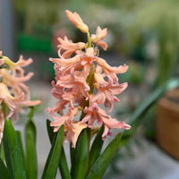 Verkauf Hyazinthe 'Gipsy Queen' (x6) - Hyacinthus orientalis gipsy queen