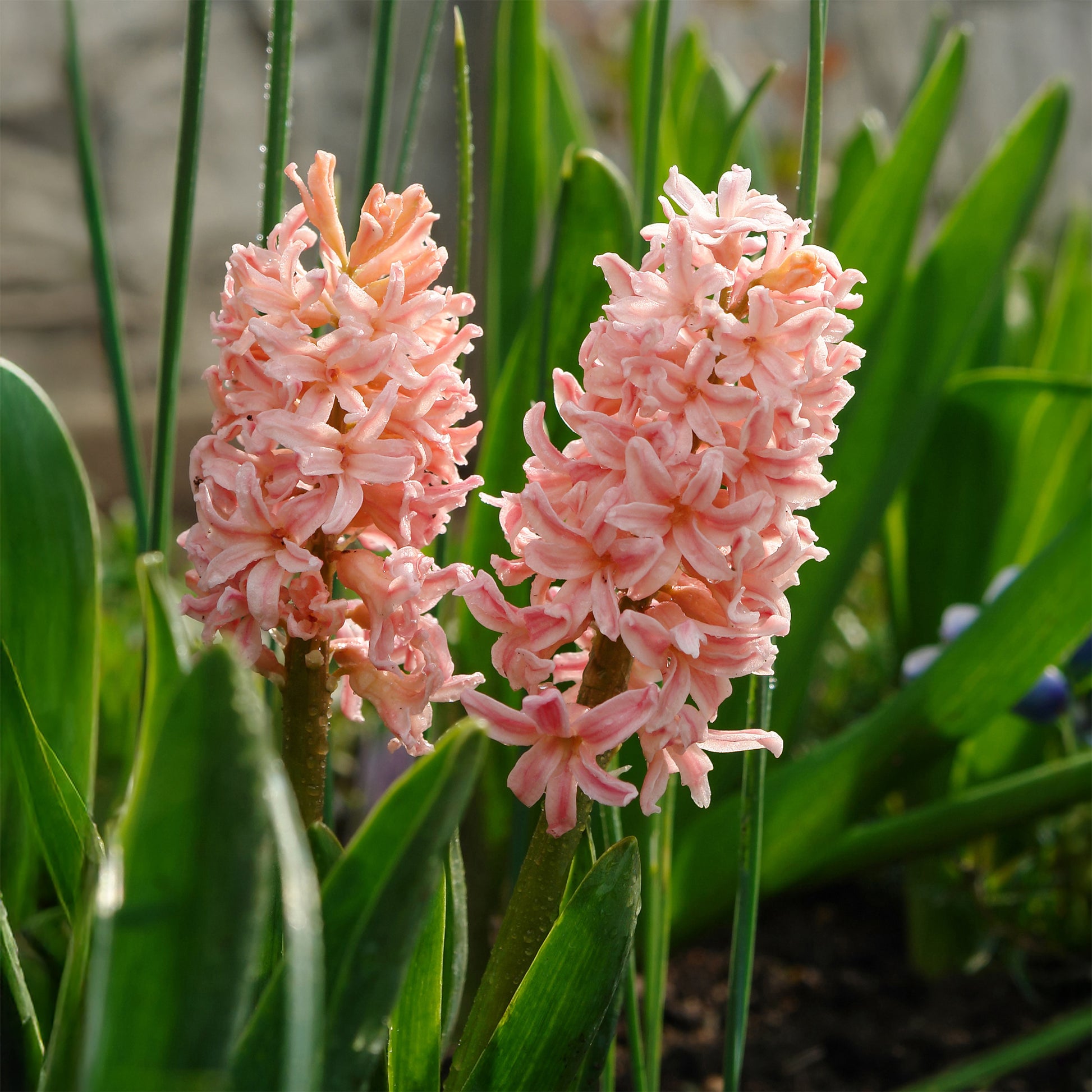 Verkauf Hyazinthe 'Gipsy Queen' (x6)