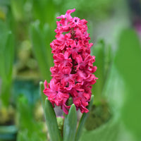 Hyazinthe 'Jan Bos' (x6) - Hyacinthus orientalis Jan Bos - Bakker