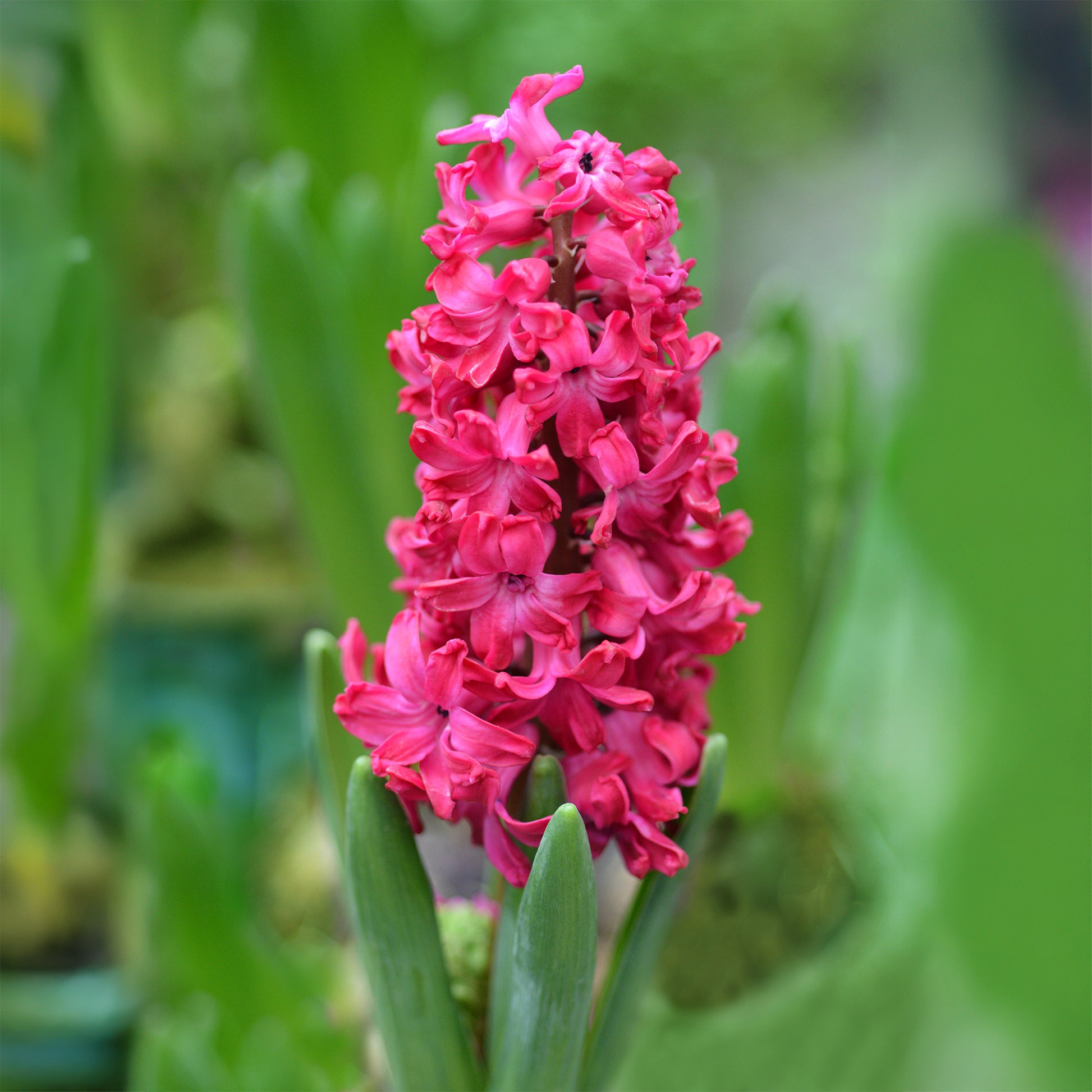 Hyazinthe 'Jan Bos' (x6) - Hyacinthus orientalis Jan Bos - Bakker